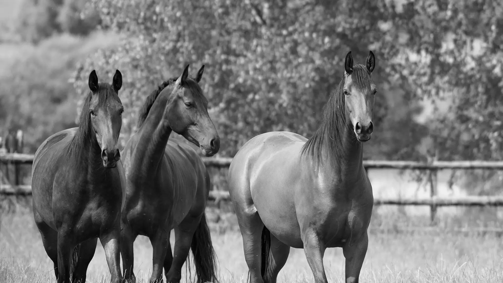 Horses for sale at Sportpferde M&M Haunhorst